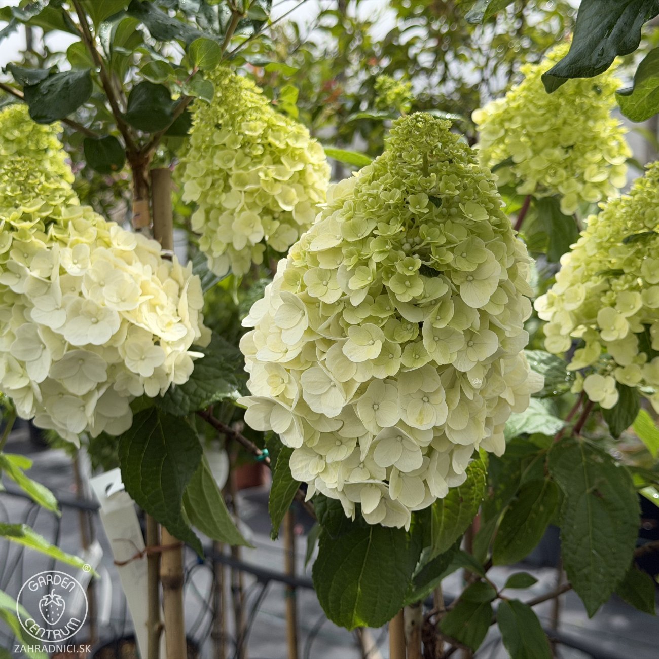 Obrázok Hortenzia metlinatá (Hydrangea paniculata) ‘MAGICAL MONT BLANC’ - výška 90-100 cm, kont. C10L - NA KMIENKU